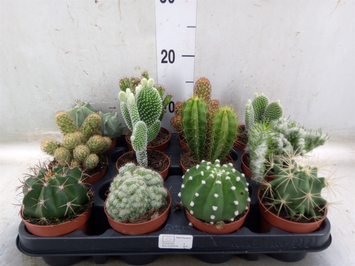<h4>Cactus   ...mix</h4>