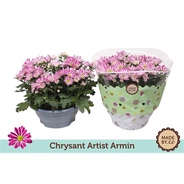 <h4>Chrysant Artist Armin</h4>
