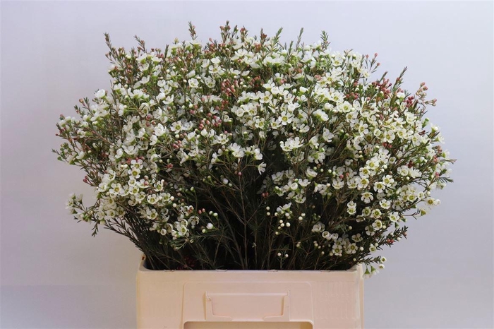 <h4>CHAME ME SIRIUS</h4>