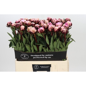 Paeonia The Fawn