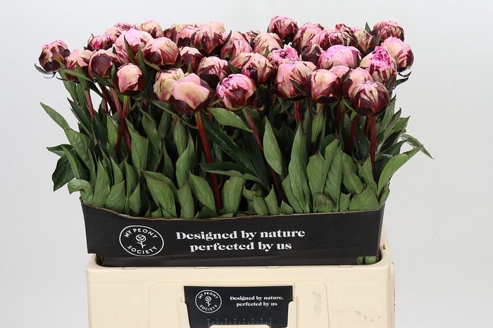 Paeonia The Fawn