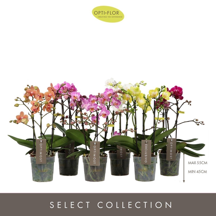 <h4>Phal Gemengd (Optimost & Exclusivo) 4 Tak</h4>