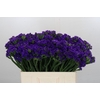 Limonium Navy Sun Birds