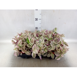 Tradescantia   ...