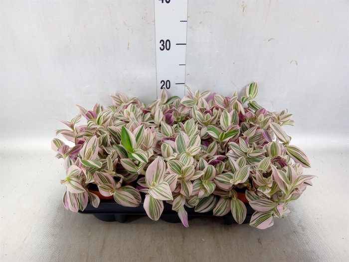 <h4>Tradescantia   ...</h4>