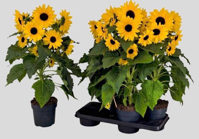 <h4>HELI SUNFIN YEL D CE</h4>