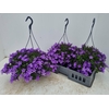 CAMP POR CATHARINA