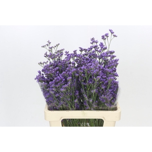 Limonium Maine Blue