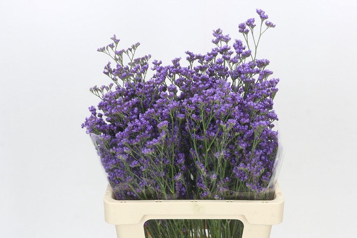 <h4>Limonium Maine Blue</h4>
