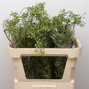 Rosa Corallo Green