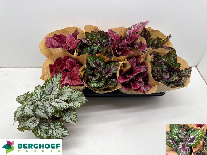 <h4>BEG BEL GEM</h4>