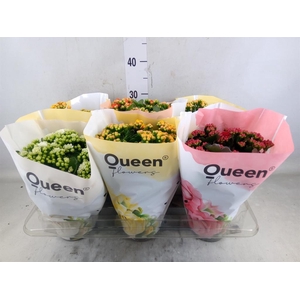 Kalanchoe blos.   ..rosebud mix GR