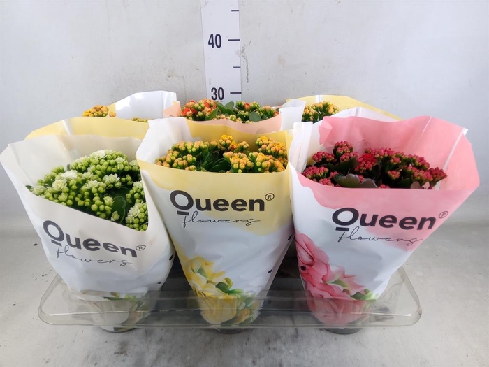 <h4>Kalanchoe blos.   ..rosebud mix GR</h4>