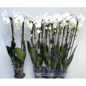 PHAL EL CASCADE