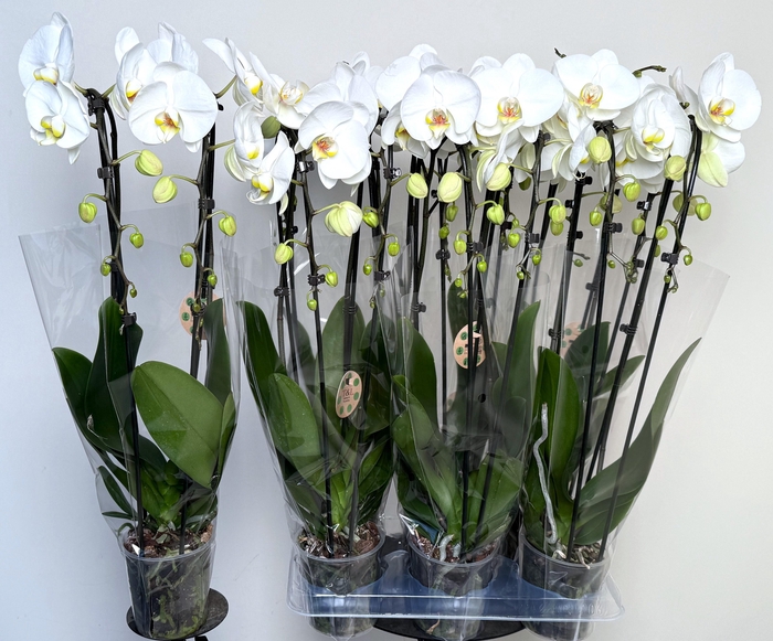 <h4>PHAL EL CASCADE</h4>