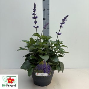 SALVIA MYS SPIRES BL