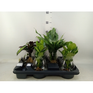 Planten  ..mix