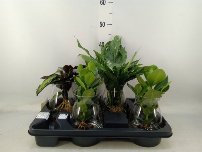 <h4>Planten  ..mix</h4>