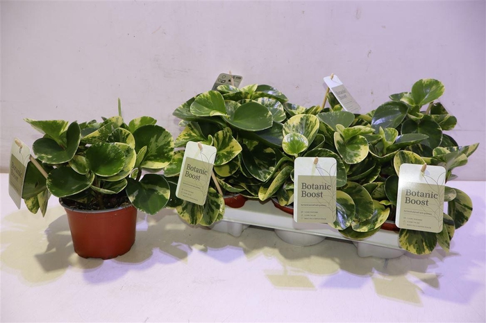 <h4>Pep Obt Variegata Dark</h4>