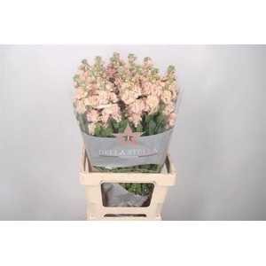 Matthiola Iron Apricot