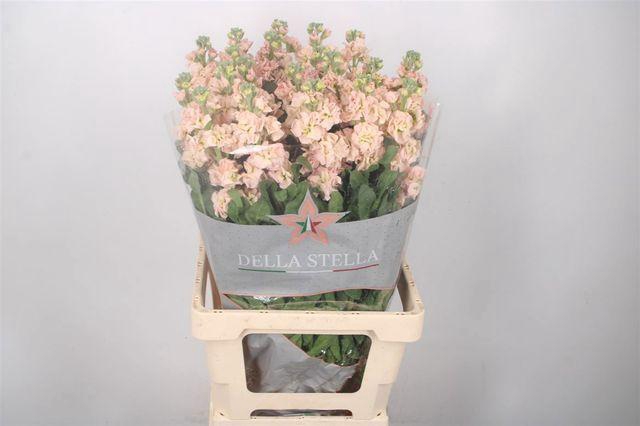 Matthiola Iron Apricot