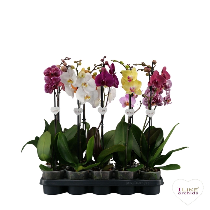 <h4>Phalaenopsis I-Like mix - 1 tak 60cm 9+/vertakt</h4>