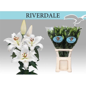 LI OR RIVERDALE xxl