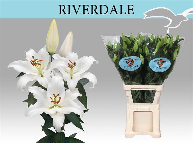 <h4>LI OR RIVERDALE xxl</h4>