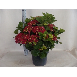 Hydrangea mac.   ...