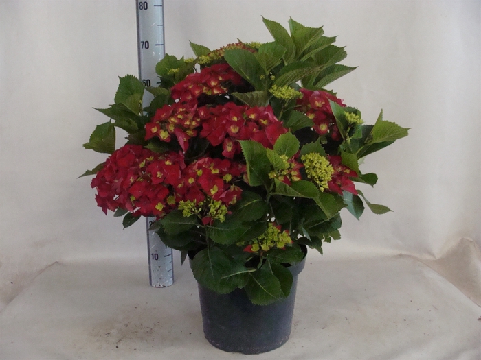 <h4>Hydrangea mac.   ...</h4>