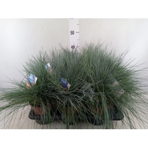 Festuca glauca 'Intens Blue'