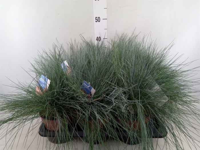 <h4>Festuca glauca 'Intens Blue'</h4>