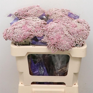 Ozoth Cooks Tall Pin