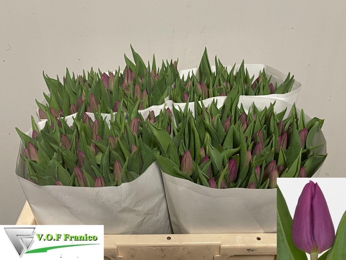 <h4>TU EN PURPLE PRINCE</h4>