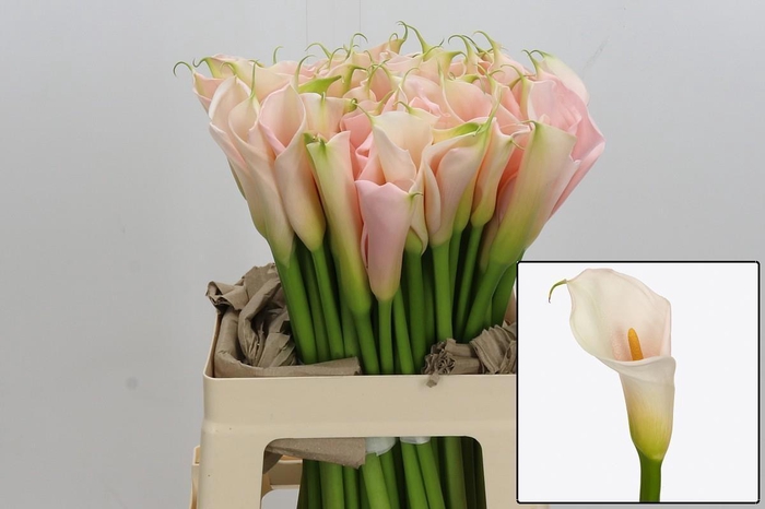 <h4>ZANT AE EYD SALMON</h4>