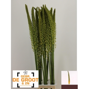 EREMURUS YELLOW REBE