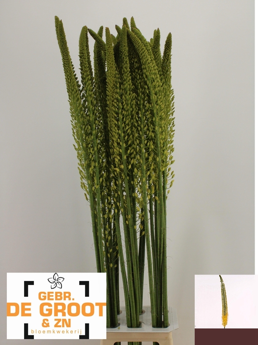 <h4>EREMURUS YELLOW REBE</h4>