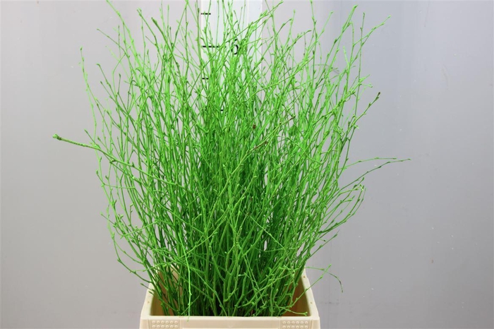 Berk ( Birch ) Apple Green