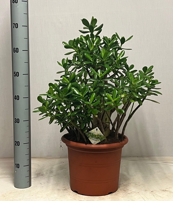 <h4>CRASS OVATA</h4>