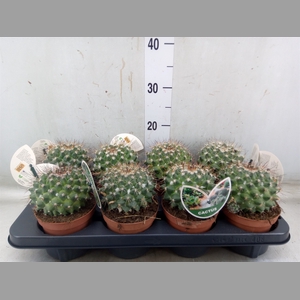 Mammillaria albata var. sanciro