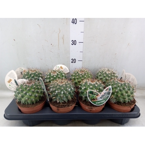 Mammillaria albata var. sanciro