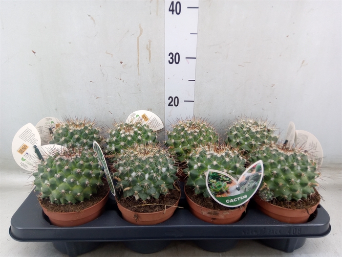 <h4>Mammillaria albata var. sanciro</h4>