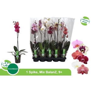 PHAL GEM