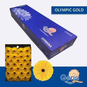 GE GR OLYMPIC GOLD