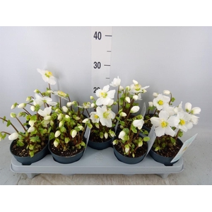 Helleborus niger 'Verb Beauty'