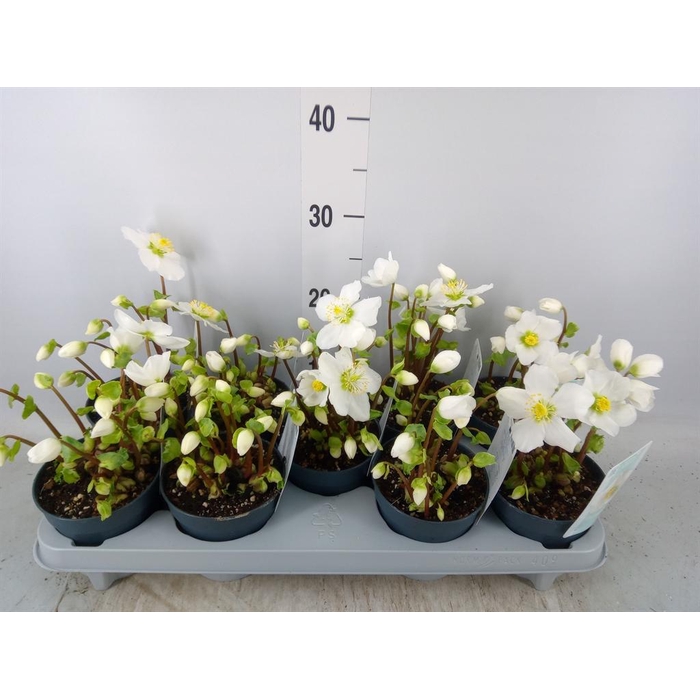 <h4>Helleborus niger 'Verb Beauty'</h4>