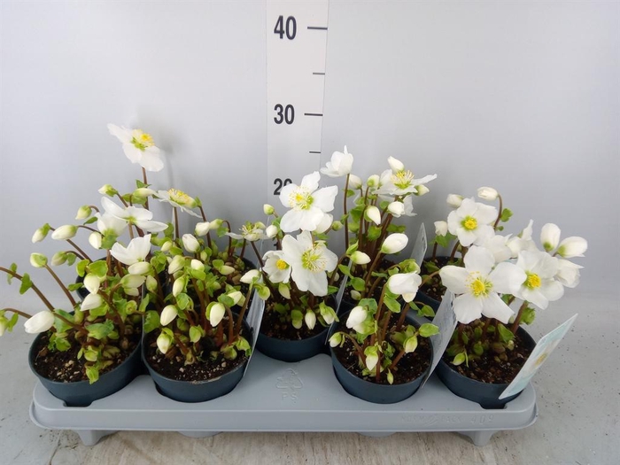 Helleborus niger 'Verb Beauty'