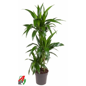 Dracaena Janet Craig 60-30-15