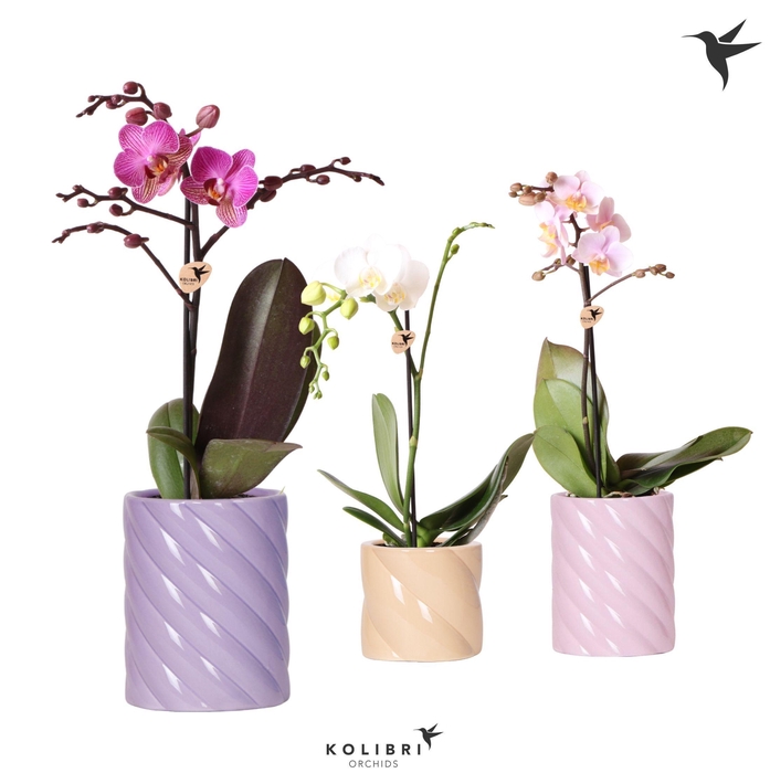 <h4>Kolibri Orchids Phalaenopsis mix 1 spike in Candy pot pink mix</h4>