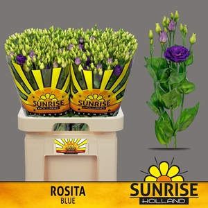 LIS G ROSITA BLUE